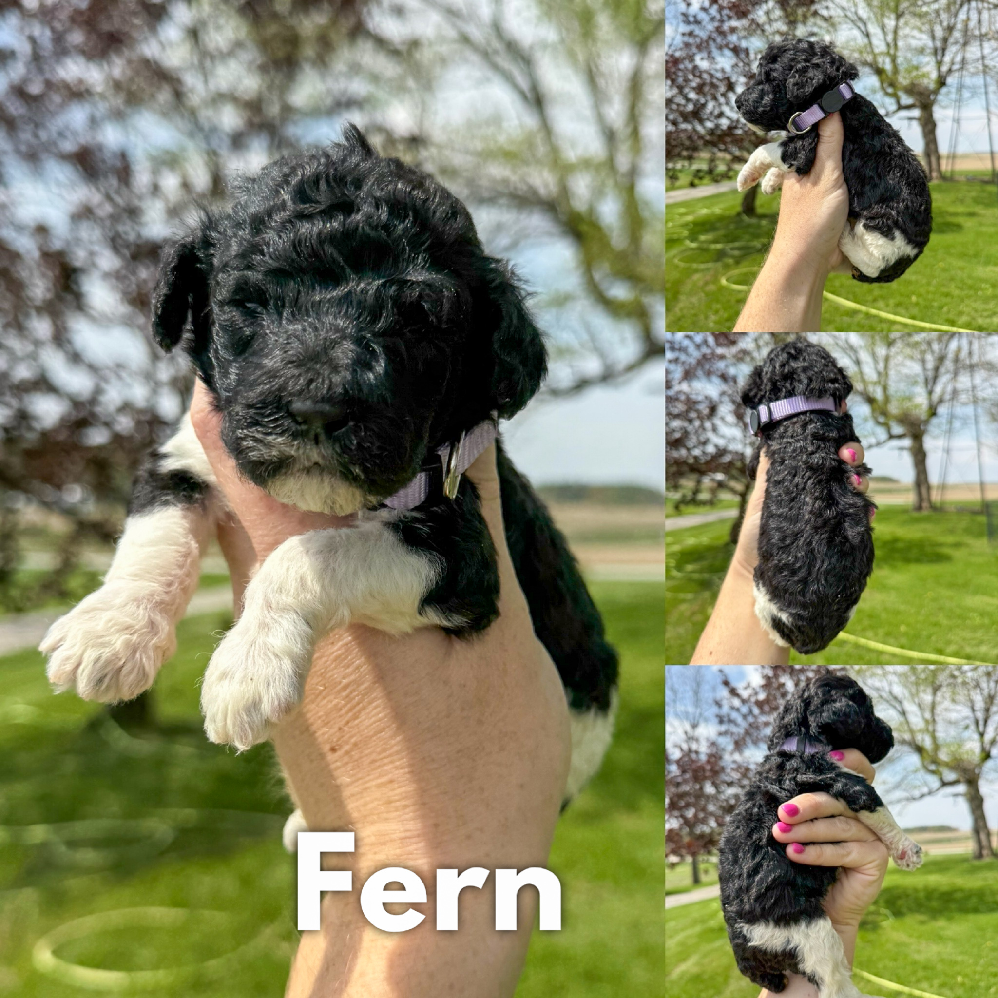 Fern 1